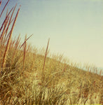 Dunegrass - Fine Art Photograph