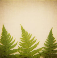 Olympia - Fine Art Photograph