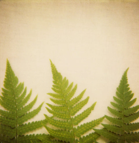 Olympia - Fine Art Photograph