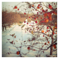 Rubies - Fine Art Photograph