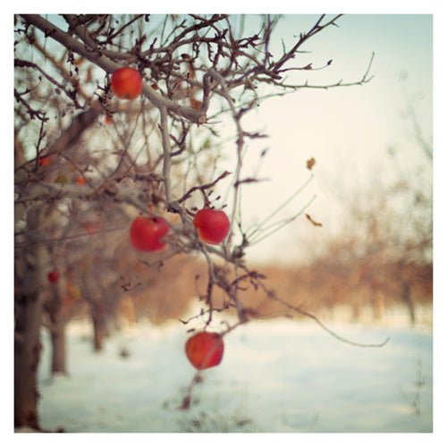 Crimson -  Fine Art Photograph
