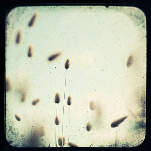 Portrait of July - Fine Art Photograph