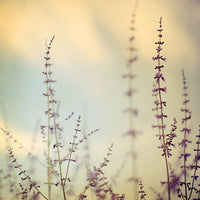 Lavenlight - Fine Art Photograph