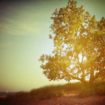 My Heart's Desire - Fine Art Photograph