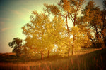 Morning's Dance - Fine Art Photograph