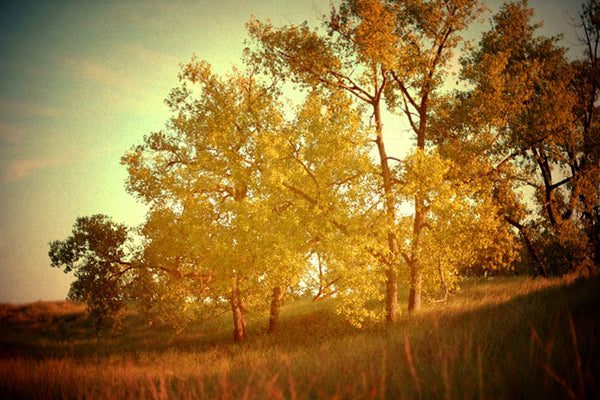 Morning's Dance - Fine Art Photograph