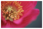 Pollen #1 - Fine Art Photograph