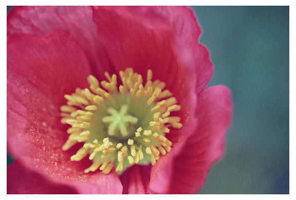 Pollen #2 - Fine Art Photograph