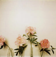 Peony 2 - Fine Art Photograph