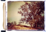 Shade - Fine Art Photograph