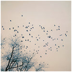 Restless - Fine Art Photograph
