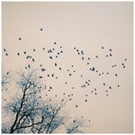 Restless - Friday Outlet