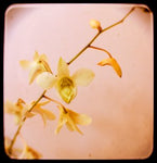 Friday Outlet- Pink Sugar- 8x8- Matted