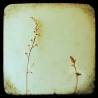 Coral Bells - Fine Art Photograph