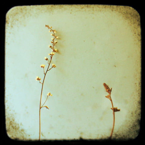 Coral Bells - Fine Art Photograph