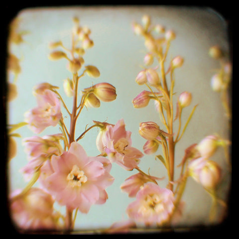 Delphinium 2 - Fine Art Photograph