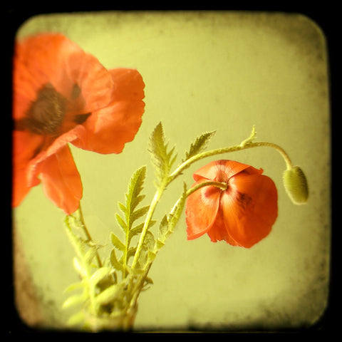 Oriental Poppies - Fine Art Photograph