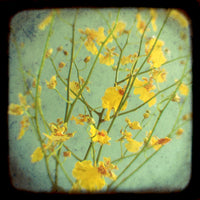 Flirt - Fine Art Photograph