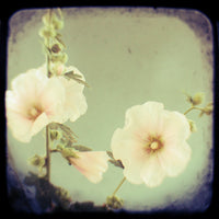 Blush - Fine Art Photograph