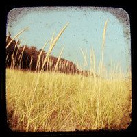 Golden - Fine Art Photograph
