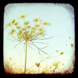 Square Mini Print - Your Choice