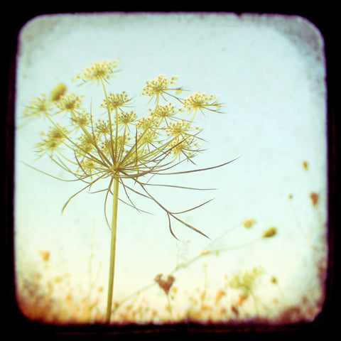 The Queen - Fine Art Photograph