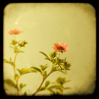 Miss Willmott - Fine Art Photograph