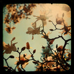 Sunshine to Grow - Fine Art Photograph