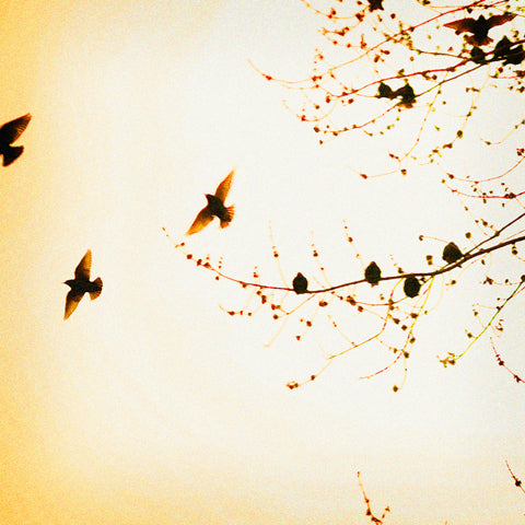 Flock - Fine Art Photograph