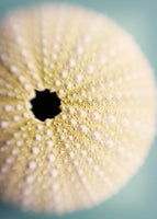 Urchin- Friday Outlet- 8"x10"