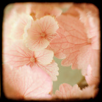 Hydrangea #2 - Fine Art Photograph