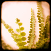 Pink Fern - Fine Art Photograph