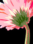 Abstract Daisy #2 - Fine Art Photograph