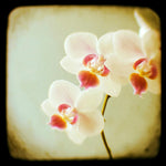 Three Wishes - Fine Art Photograph