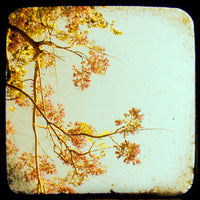 Ca d' Zan Blooms - Fine Art Photograph
