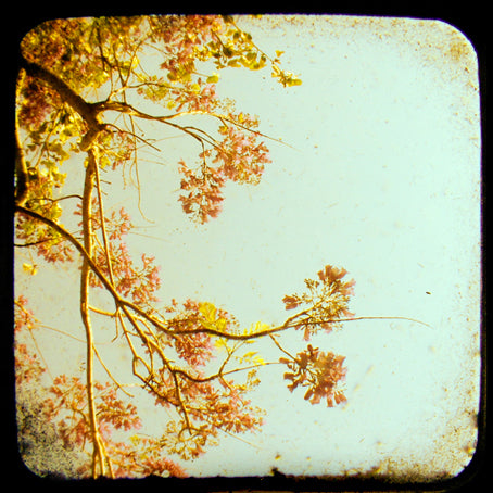 Ca d' Zan Blooms - Fine Art Photograph