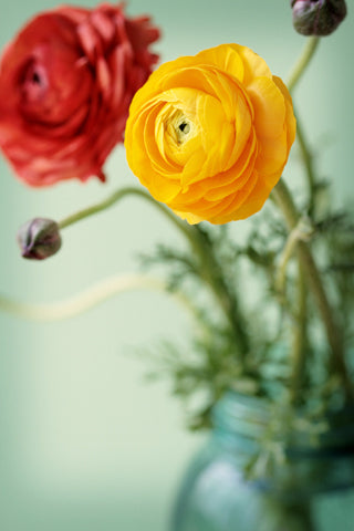 Ranunculus - Fine Art Photograph