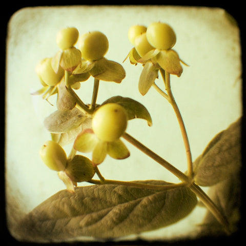 Yellow Berry - Fine Art Photograph