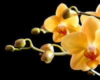 Orchid Orange - Fine Art Photograph