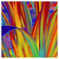 Rainbow Leaves - Fine Art Photograph