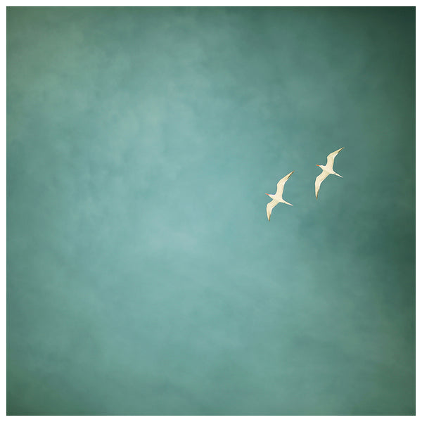 Two Birds - Fine Art Photograph