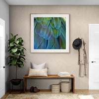Blue Feathers #2 - Fine Art Photograph