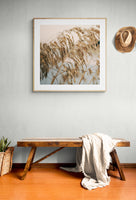 Sea Oats #1 - Fine Art Photograph