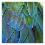 Blue Feathers #2 - Fine Art Photograph