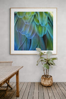 Blue Feathers #2 - Fine Art Photograph