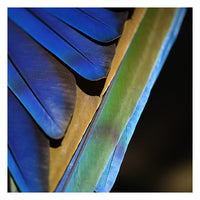 Blue Feathers #1 - Fine Art Photograph