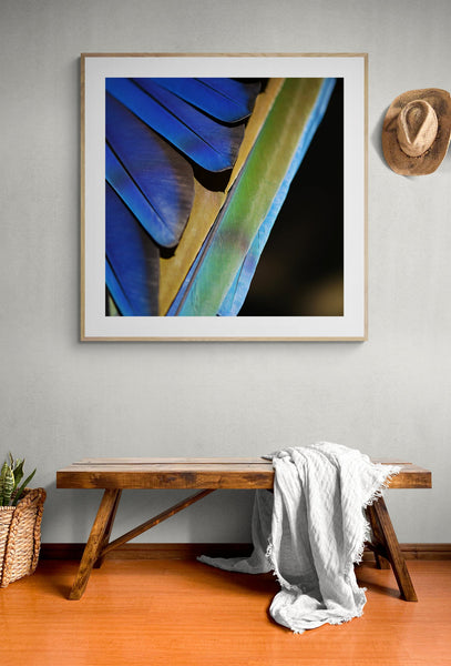 Fine art print of stunning blue Maccaw feathers by Alicia Bock