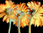 Miami Blooms - Fine Art Photograph