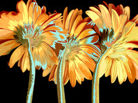 Miami Blooms 16"x20" Matted- Friday Outlet